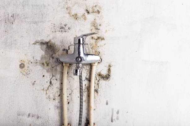 Best Basement Mold Remediation in Mississippi State, MS