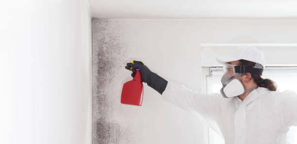 Professional Mold Remediation in Mississippi State, MS